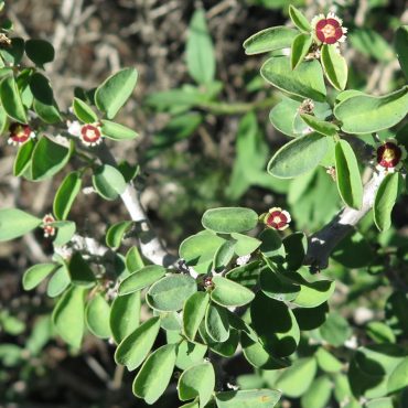green leaf bush with tiny white and red flowers