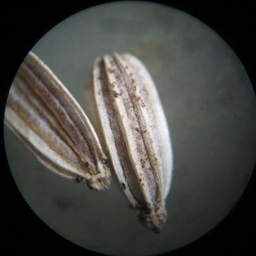 close up of single seed pod