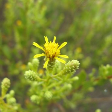 single yellow blossom surrounded by spikes green buds