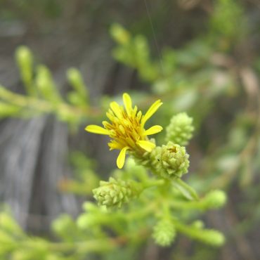 yellow flower blooming among green spikes buds