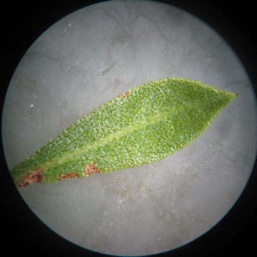 long almond shaped resinous leaf under microscope