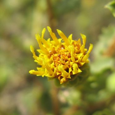 close up of yellow flower on end of plant