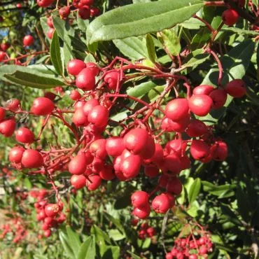 red berry cluster