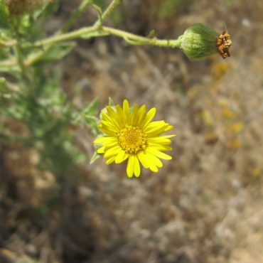 yellow flower with many small petals