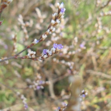 close up of branches containing mini purple flowers