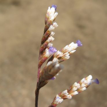 close up of branch end with small purple flowers