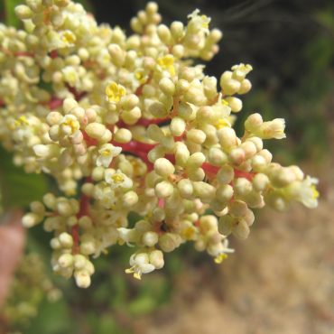 stem with little white flower buds