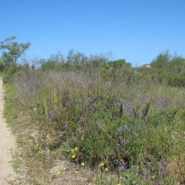 hiking trail lined with green leaf bushes and purple flower topped stems