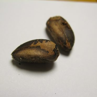 tiny small black seeds