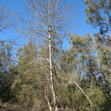 tall dried out tree in forest