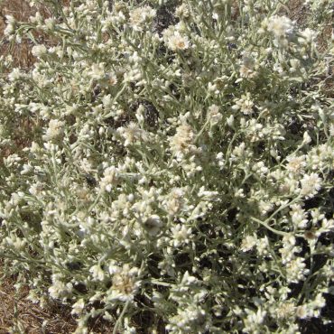 Fragrant Everlasting in full bloom of white flowers