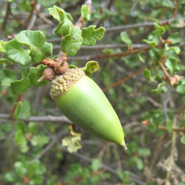 Bright green pointed oval acorn