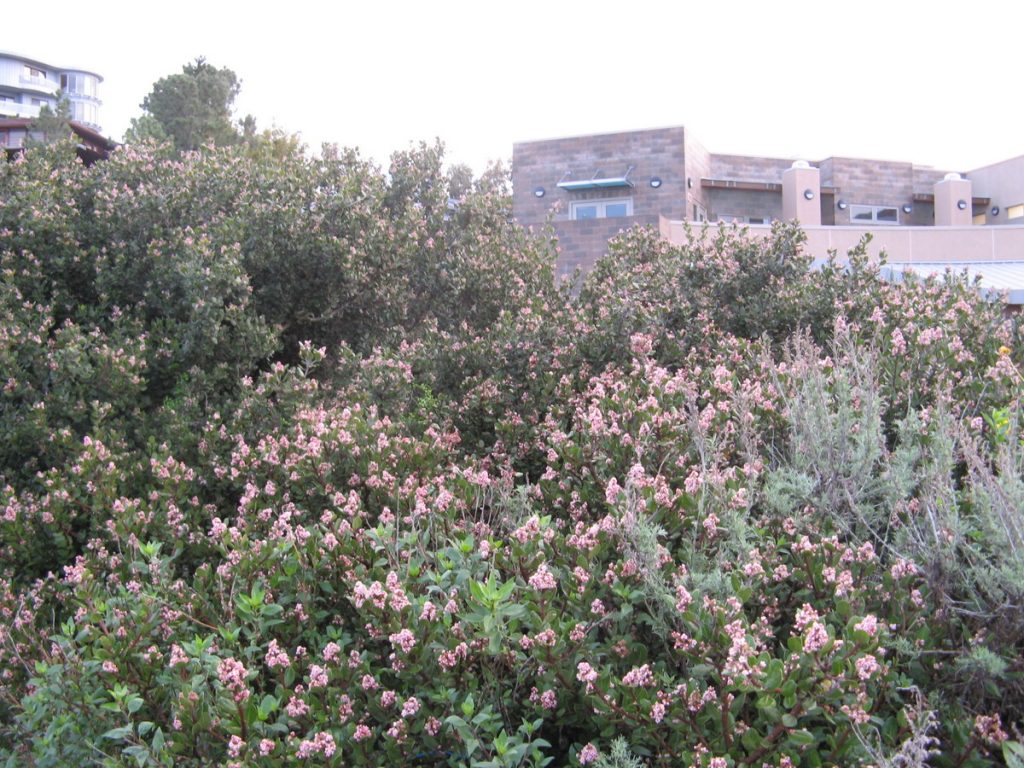 large green bush with clumps of tiny pink flowers throughout