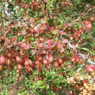 cluster of prickly pink pods on the branch of the fuscia-flowered gooseberry