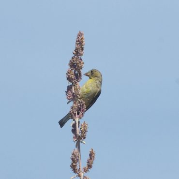 bird on cluster of seed pods on branch