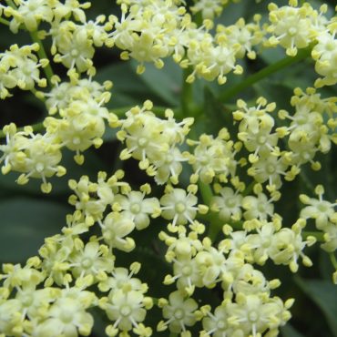 close up of tiny white flowers blooming