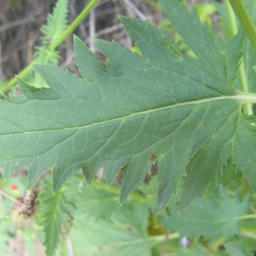single spikey green leaf of the California Bee Plant