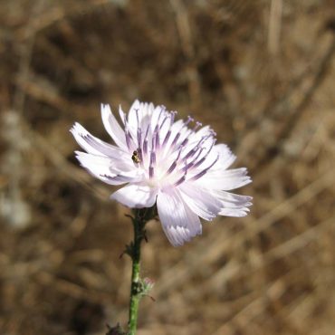 small white and purple flower