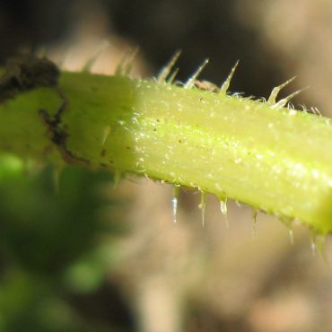 stem with hairs