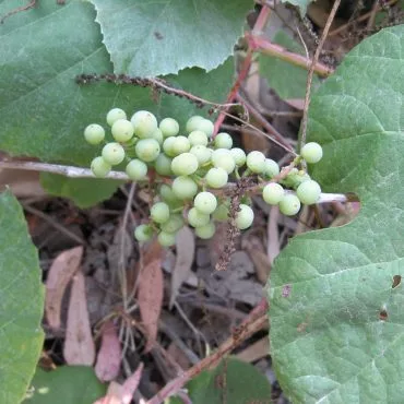 leaves with small green bead-like bulbs on stem
