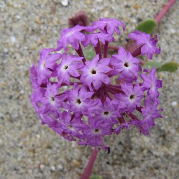 close up cluster of small purple beach sand verbena on single red stem