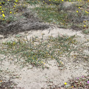 vines of Nuttall's Lotus growing in sand