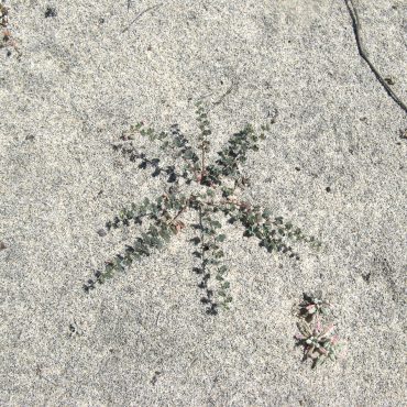 single star shaped Nuttall's lotus plant in sand