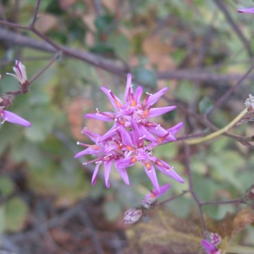 tiny purple flowers with spiked petals on branch