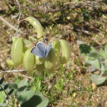 Western tailed blue butterfly resting on green seed pods