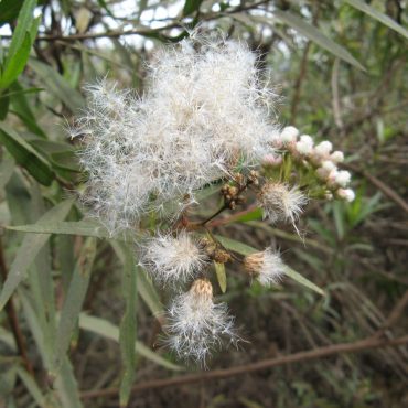 cotton like mule fat flower releasing seeds