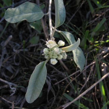 male California Croton plant with small white flowers