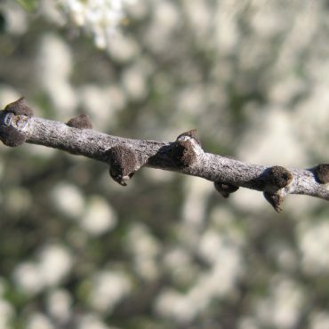 small black seed pods on branch