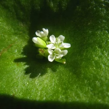 tiny white flowers inside green leaf