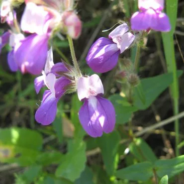 light and dark purple petaled flowers extending in different directions