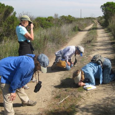 four researchers examining pygmy stonecrops on trail