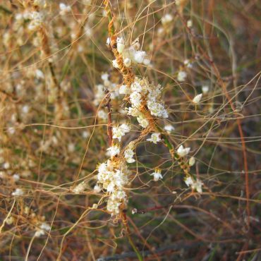 small white flowers dotting the branches of the orange California Dodder