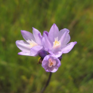 purple flower open in the sun