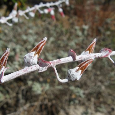 white branch with red tipped bulbs