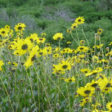 cluster of yellow bush sunflowers in grassy field