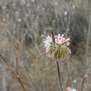 thin stem with pink and green flower on top