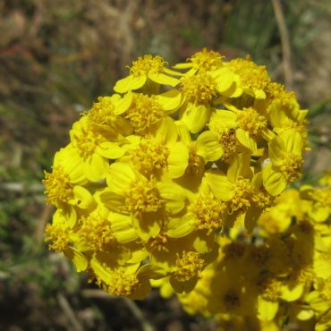 yellow cluster of flowers