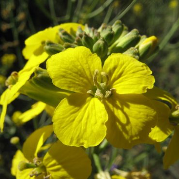 yellow flowers with four petals