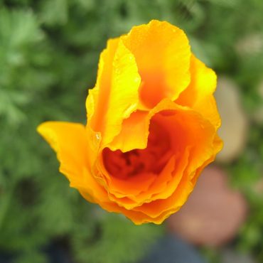 close up of orange flower blooming