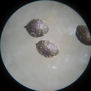 Microscopic view of brown round seeds