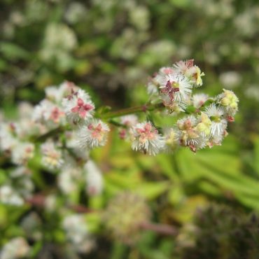 small pink and green blossoms surrounded by fluffy white hairs