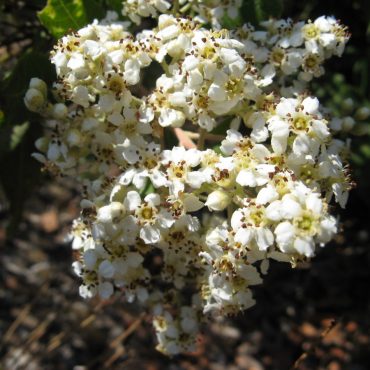 tiny white flowers bunched together