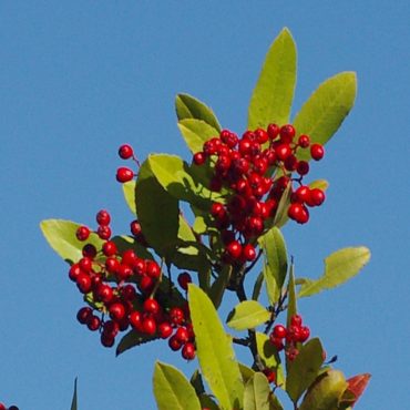 red berry clusters on branch
