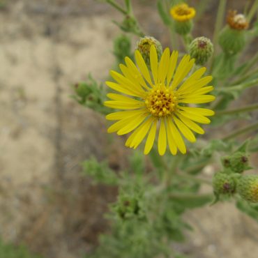 yellow flower with small flower petals