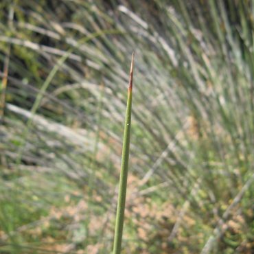 single long sharp stem