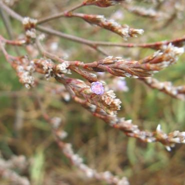 branch ends with mini purple flowers